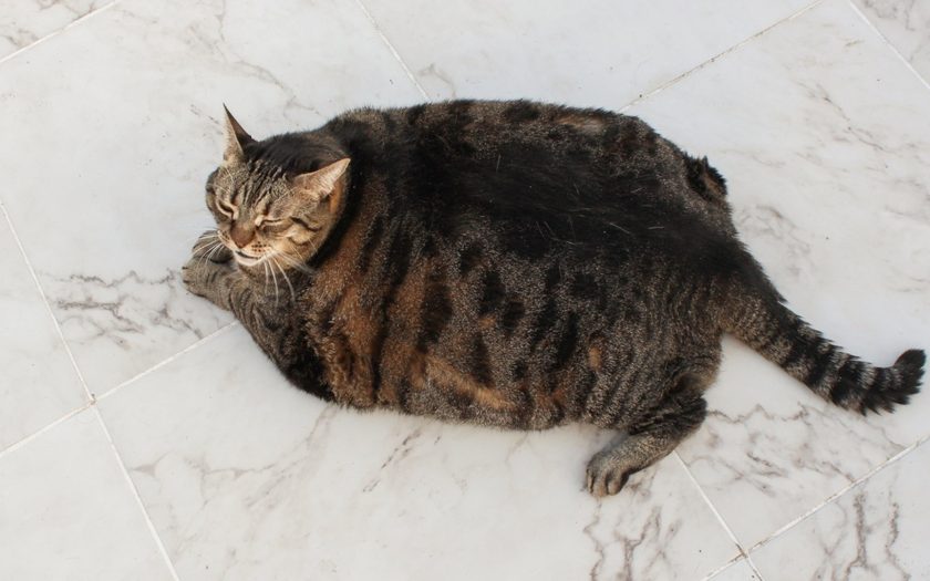 cats