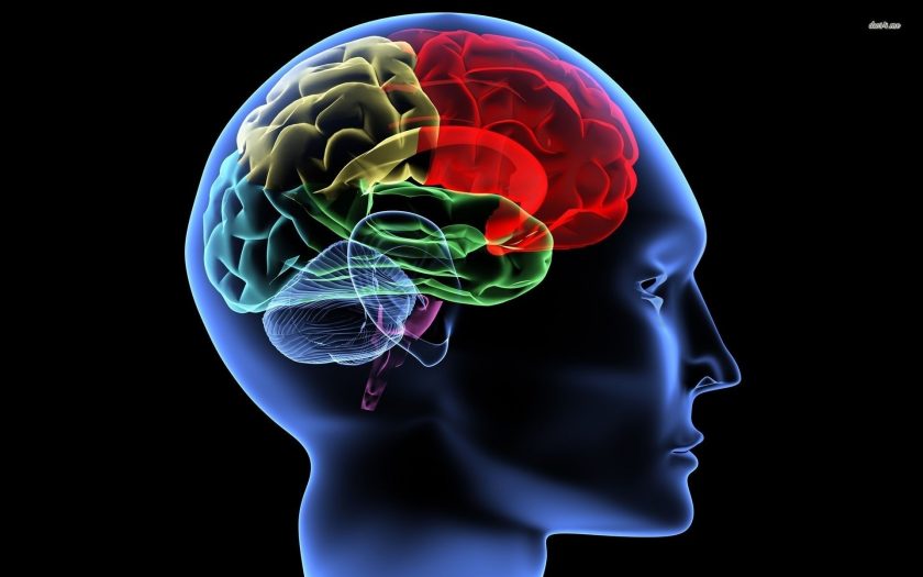 brain